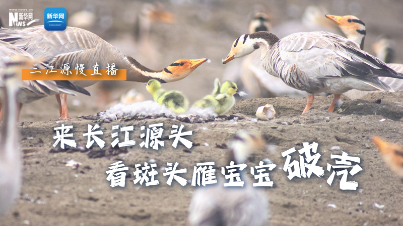 “萌主”當(dāng)家丨來(lái)長(zhǎng)江源頭，看斑頭雁寶寶破殼
