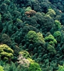 青海省持續(xù)開展大規(guī)模造林，國(guó)土綠化面積進(jìn)一步擴(kuò)大，省東部地區(qū)森林覆蓋率達(dá)32%高于全國(guó)平均水平
