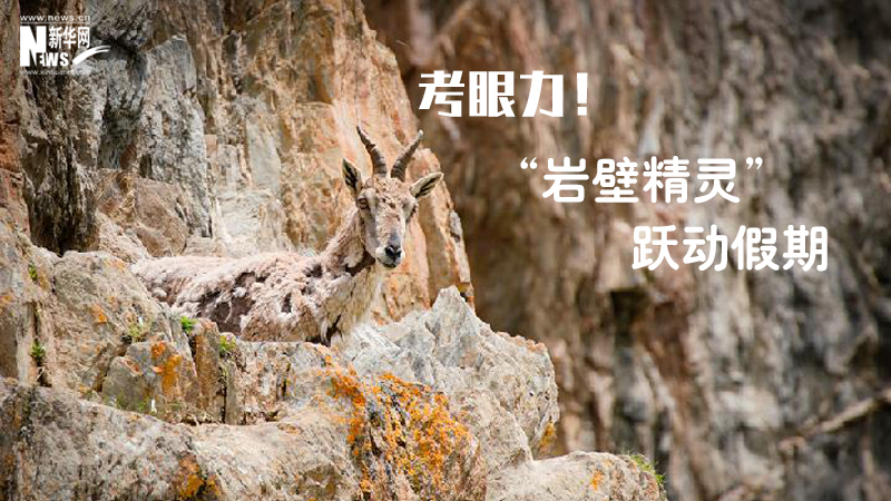 三江源慢直播丨考眼力！“巖壁精靈”躍動假期