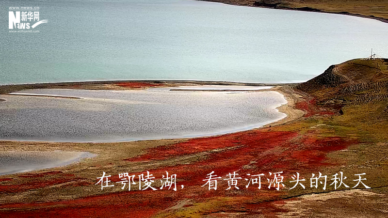 三江源慢直播丨在鄂陵湖，看黃河源頭的秋天