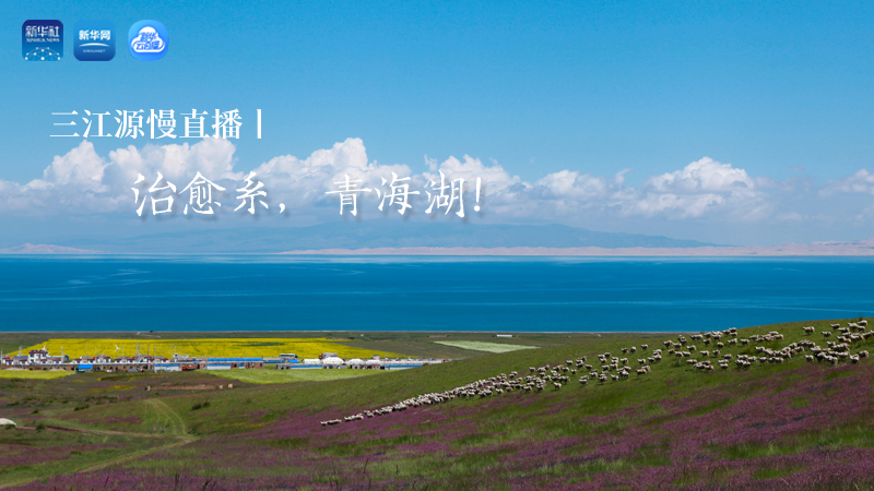 三江源慢直播丨治愈系，青海湖！