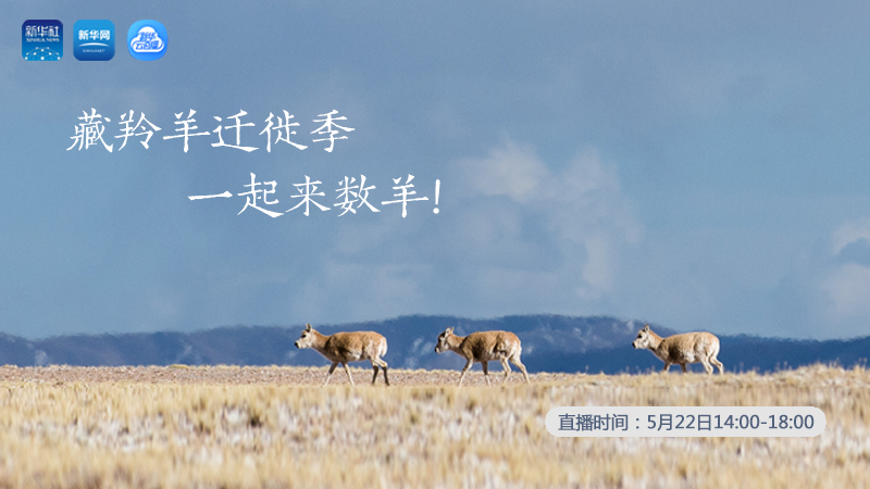 三江源慢直播丨藏羚羊遷徙季 一起來數(shù)羊！