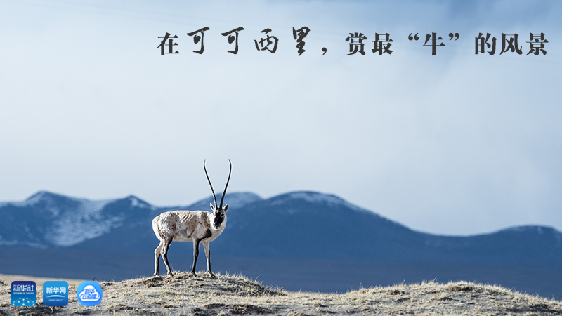 三江源慢直播丨在可可西里，賞最“牛”的美景